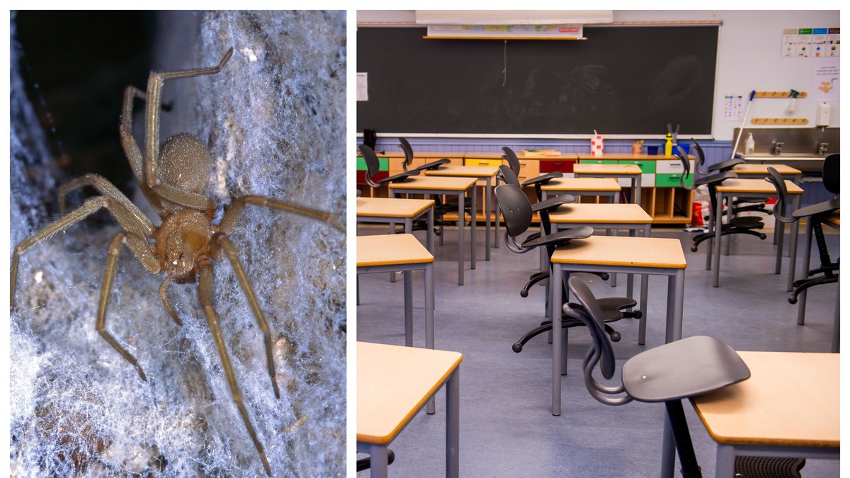 Spindlarna som hittades på skolor i Sandviken är giftiga och potentiellt livsfarliga.